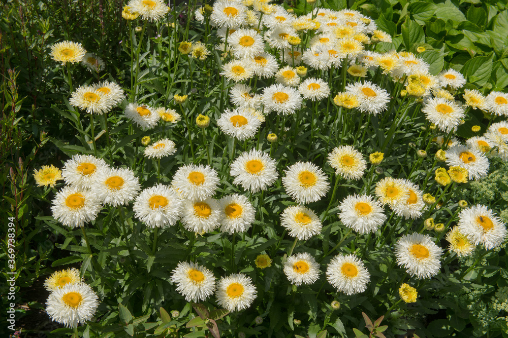 Summer Flowering White Shasta Daisies (Leucanthemum x superbum 'Real Galaxy') Growing in a Herbaceous Border in a Country Cottage Garden in Rural Devon, England, UK Summer Flowering White Shasta Daisies (Leucanthemum x superbum 'Real Galaxy') Growing in a Herbaceous Border in a Country Cottage Garden in Rural Devon, England, UK