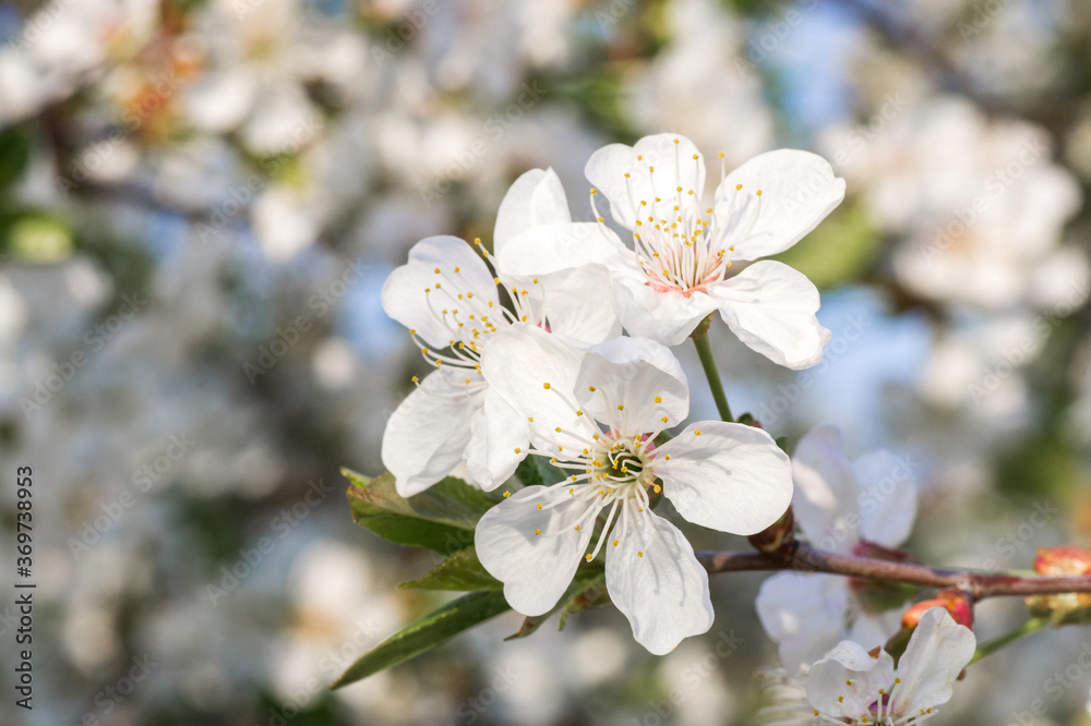 Branches of blossoming apricot macro