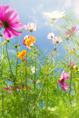 Fresh Delicate Pink and White Cosmos Flowers