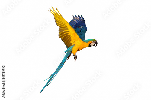 Colorful flying macaw parrot isolated on white