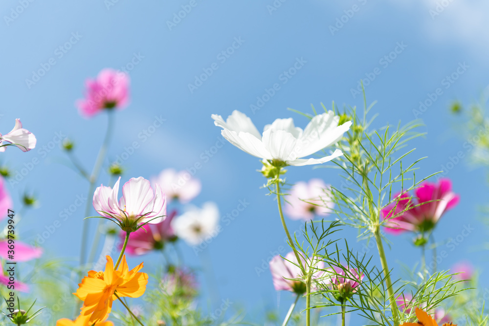 Fresh Delicate Pink and White Cosmos Flowers