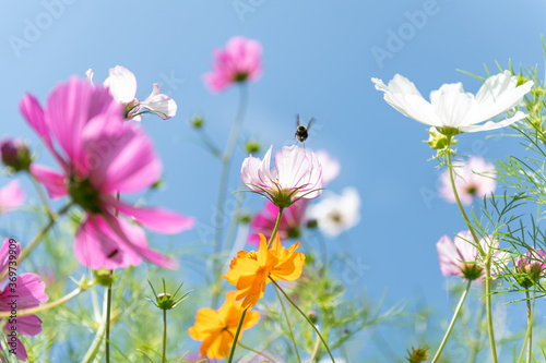 Fresh Delicate Pink and White Cosmos Flowers