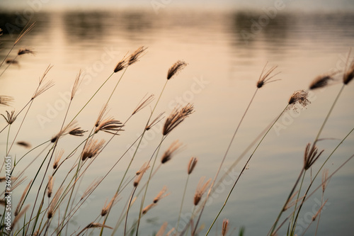 Flower grass on river ,reflected water in evening time with sunlight background