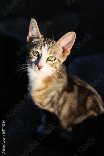  cat, portrait, kitten, cute, photo © CELINE