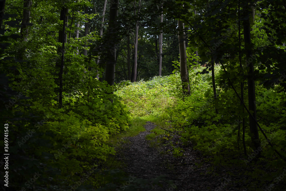 Fototapeta premium Petite clairière