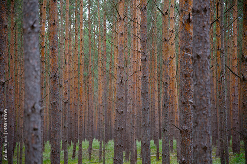 Waldkiefern  Pinus sylvestris  M  ritz  Deutschland  Europa