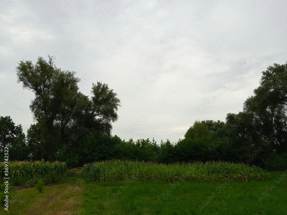 Summer landscape, footpath in the forest, corn field in the summer Summer landscape, footpath in the forest, corn field in the summer