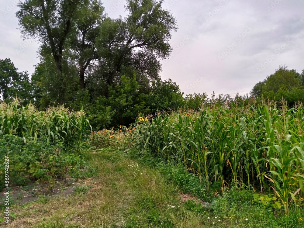 Summer landscape, footpath in the forest, corn field in the summer Summer landscape, footpath in the forest, corn field in the summer