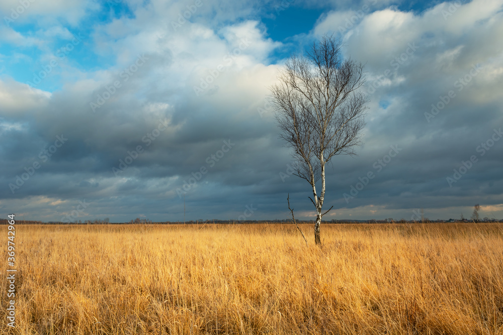 Leafless tree among dry grasses and cloudy skies Leafless tree among dry grasses and cloudy skies