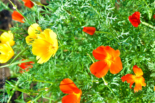 Red and yellow flowers Eshsholtsiya greenery in the garden photo