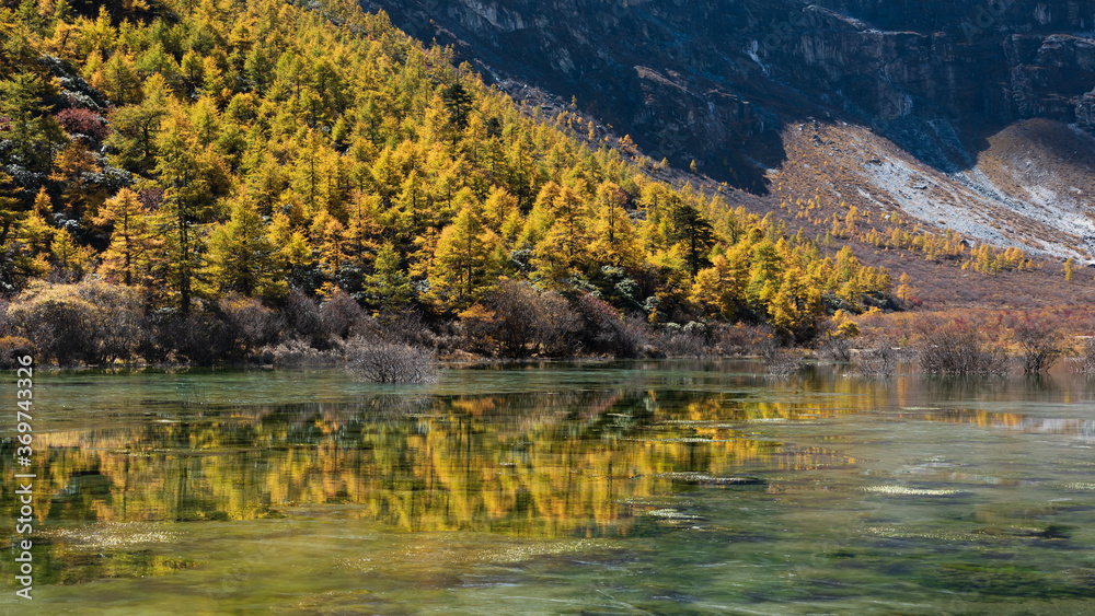 Yellow tree and lake reflection in Yading