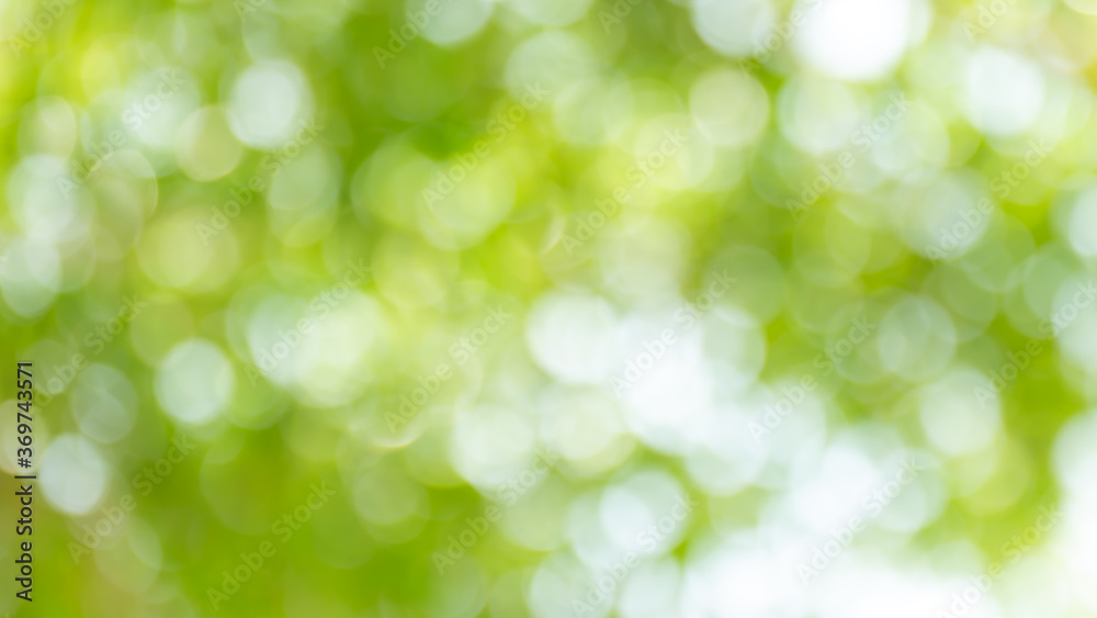 bokeh tree nature beautiful for background, abstract bokeh green forest background, blurred nature with sunlight for background bokeh tree nature beautiful for background, abstract bokeh green forest background, blurred nature with sunlight for background