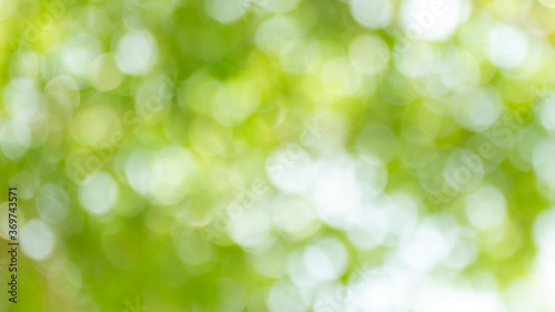 Fototapeta Naklejka Na Ścianę i Meble -  bokeh tree nature beautiful for background, abstract bokeh green forest background, blurred nature with sunlight for background
