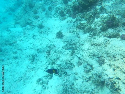 Reef with lots of colorful corals and lots of fish in clear blue water in the Red Sea near Hurgharda, Egypt