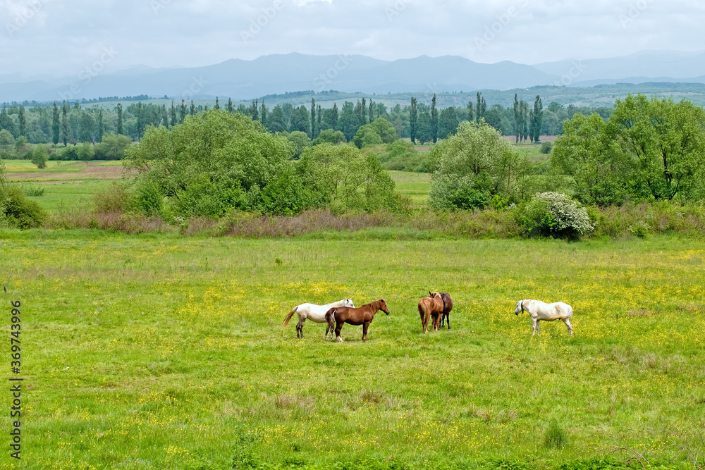 Pasture with some horses in spring in Ukraine Pasture with some horses in spring in Ukraine