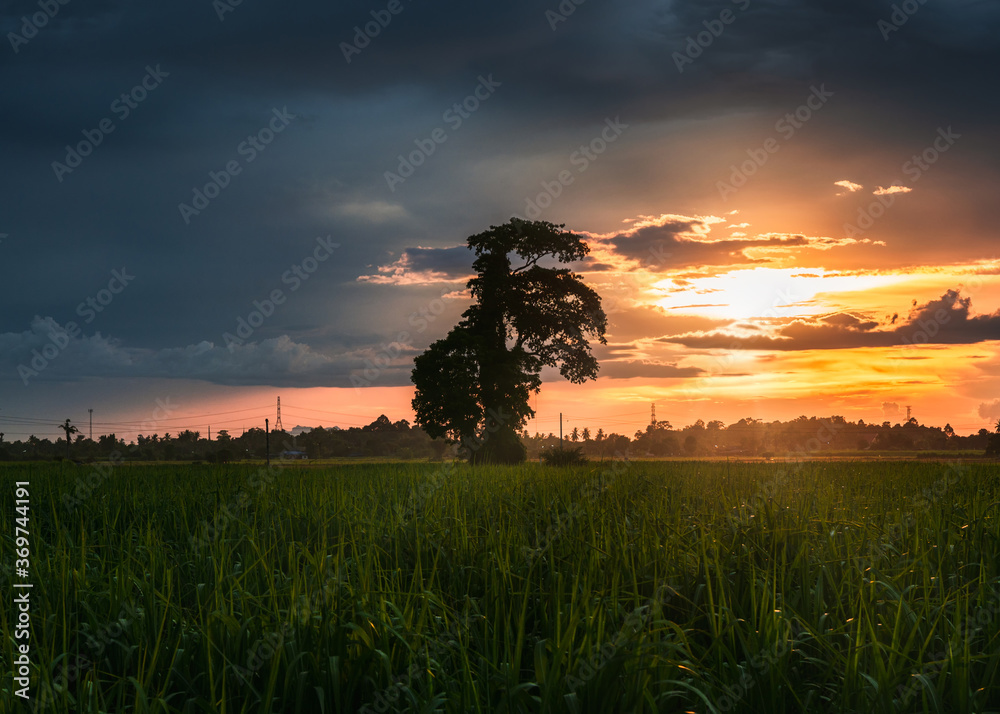 Tree in rice field with stormy sky at sunset in rural
