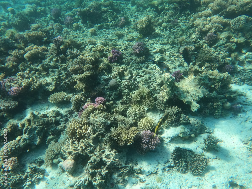 Obraz premium Reef with lots of colorful corals and lots of fish in clear blue water in the Red Sea near Hurgharda, Egypt