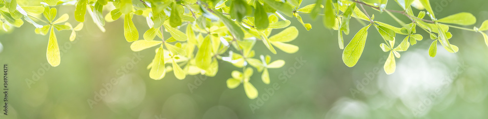 Closeup beautiful attractive nature view of green leaf on blurred greenery background in garden with copy space using as background natural green plants landscape, ecology, fresh cover page concept. Closeup beautiful attractive nature view of green leaf on blurred greenery background in garden with copy space using as background natural green plants landscape, ecology, fresh cover page concept.