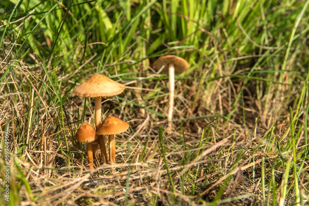 Edible mushroom (Marasmius oreades) in the meadow. Scotch bonnet. Fairy ring mushroom. Collecting mushrooms. Edible mushroom (Marasmius oreades) in the meadow. Scotch bonnet. Fairy ring mushroom. Collecting mushrooms.
