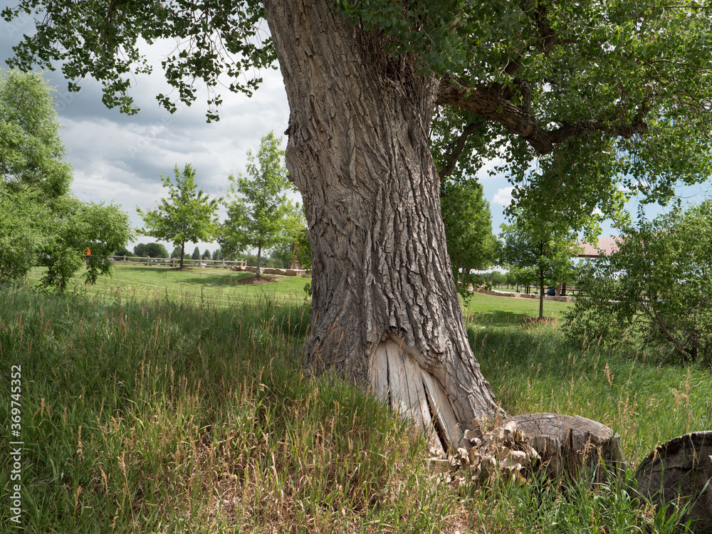 Fototapeta premium Beautiful cottonwood trees in southwest Fort Collins, Colorado.