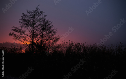 Silhouette of a tree and vegetation in a forest are the sun behind almost at night