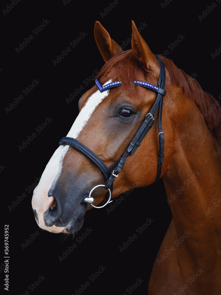 portrait of chestnut budyonny dressage horse in bridle with handmade browband isolated on black background portrait of chestnut budyonny dressage horse in bridle with handmade browband isolated on black background
