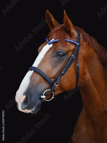 portrait of chestnut budyonny dressage horse in bridle with handmade browband isolated on black background