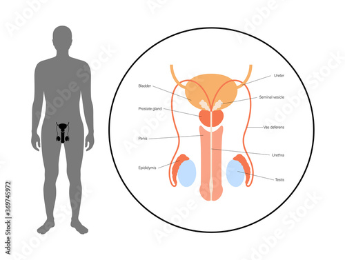Male reproductive system