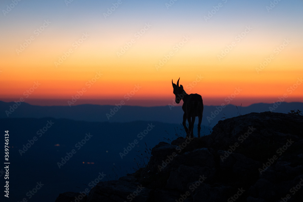 An ibex enjoying the sunset at dusk time