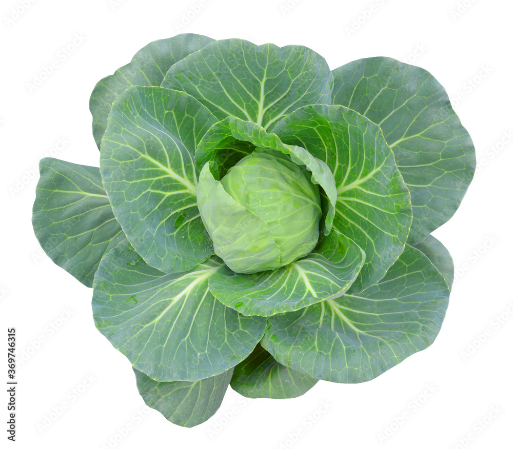 Cabbage isolated on white Cabbage isolated on white