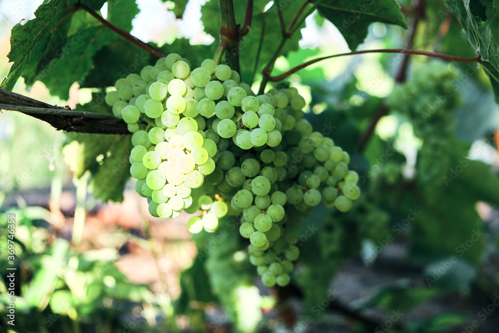 Aunch of grapes on a bright Sunny day.Kishmish grape variety.
