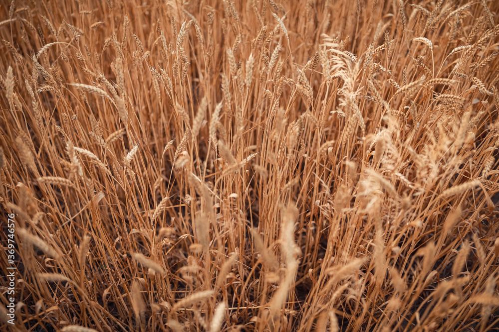 wheat field in the wind wheat field in the wind