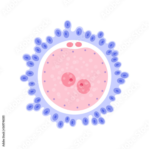 Reproductive system concept