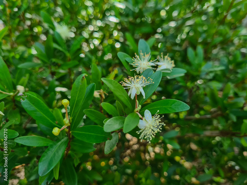 Myrtle is an aromatic shrub with a persistent leaf up to 5 m high with a very branched stem.