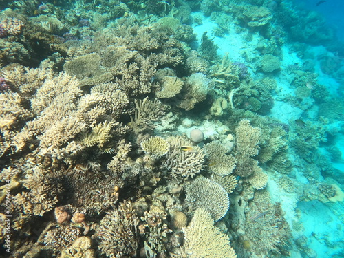 Reef with lots of colorful corals and lots of fish in clear blue water in the Red Sea near Hurgharda, Egypt