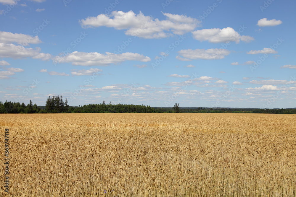 Yellow corn field with Golden ripe wheat ears on summer day against a blue sky with white clouds on the horizon, rural agriculture landscape cereals harvest, countryl life natural panoramic view