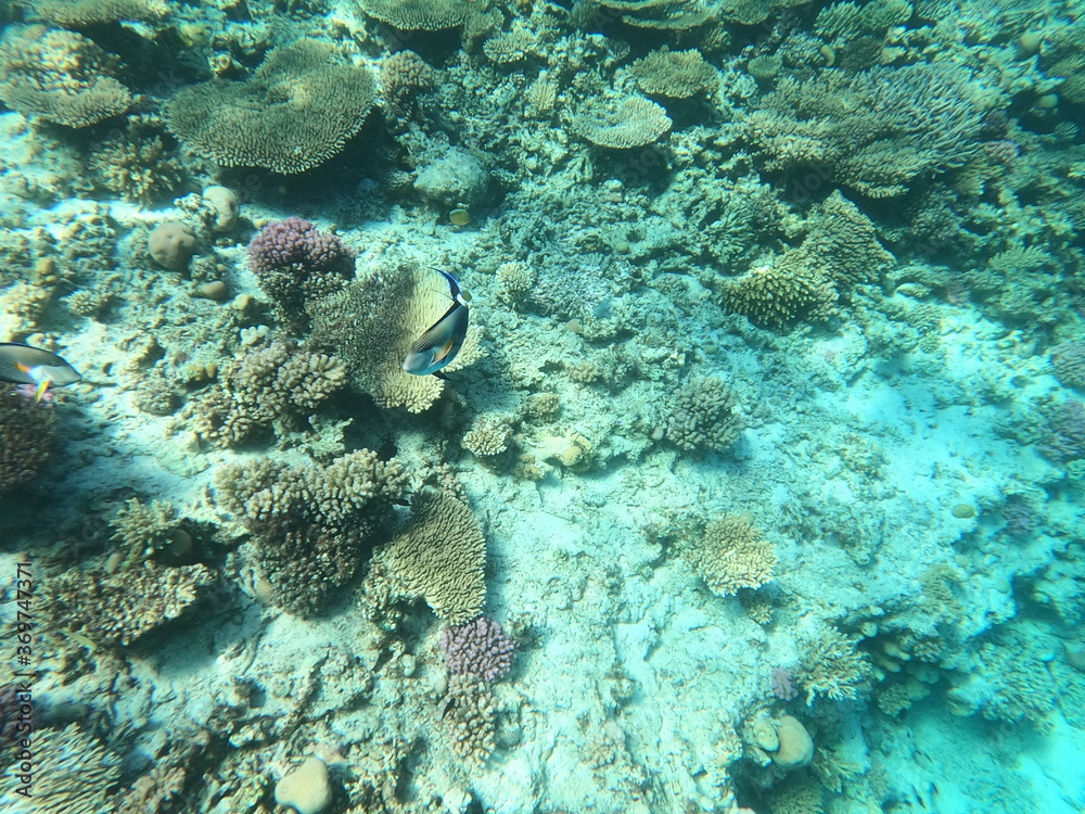 Fototapeta premium Reef with lots of colorful corals and lots of fish in clear blue water in the Red Sea near Hurgharda, Egypt