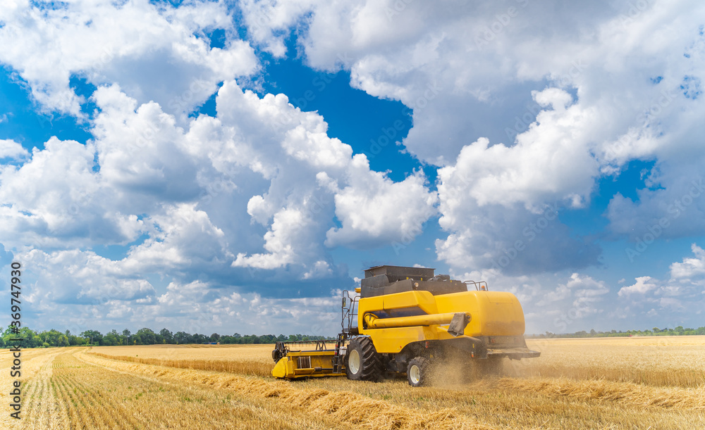 Obraz premium Agriculture machine harvesting crop in fields. Special technic in action.