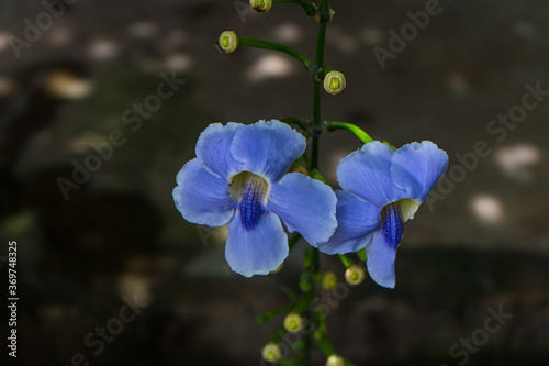 Beautiful blue purple soft nice flower of laurifolia clock vine 