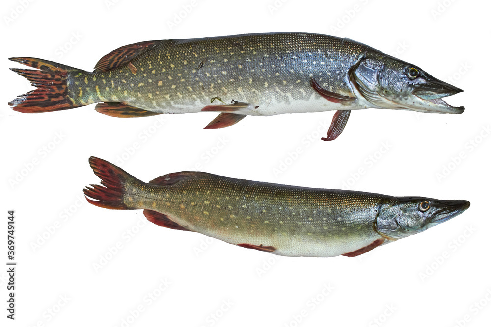 two fresh alive pike fishes isolated on white background two fresh alive pike fishes isolated on white background