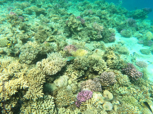 Reef with lots of colorful corals and many fishes  Thalassoma rueppellii in the clear blue water of the Red Sea near Hurgharda  Egypt
