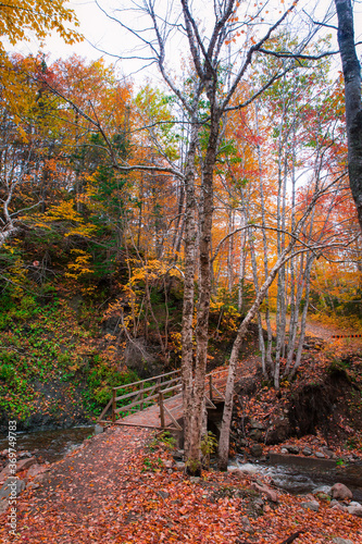 A bridge walkway on the onset of autumn full of orange maple leaves with rushing water. Fall foliage colors