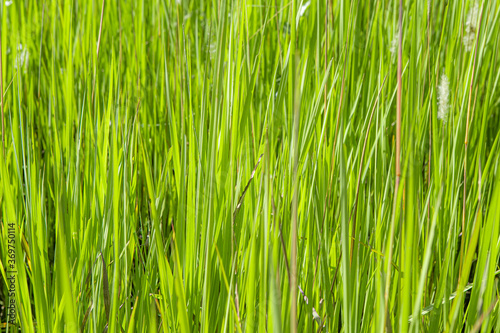 close up photography of green grass.