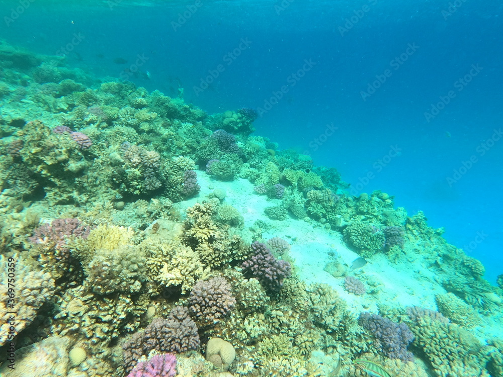 Obraz premium Reef with lots of colorful corals and lots of fish in clear blue water in the Red Sea near Hurgharda, Egypt