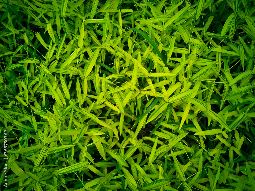 Green and yellow leaves of bamboo grass background image Green and yellow leaves of bamboo grass background image