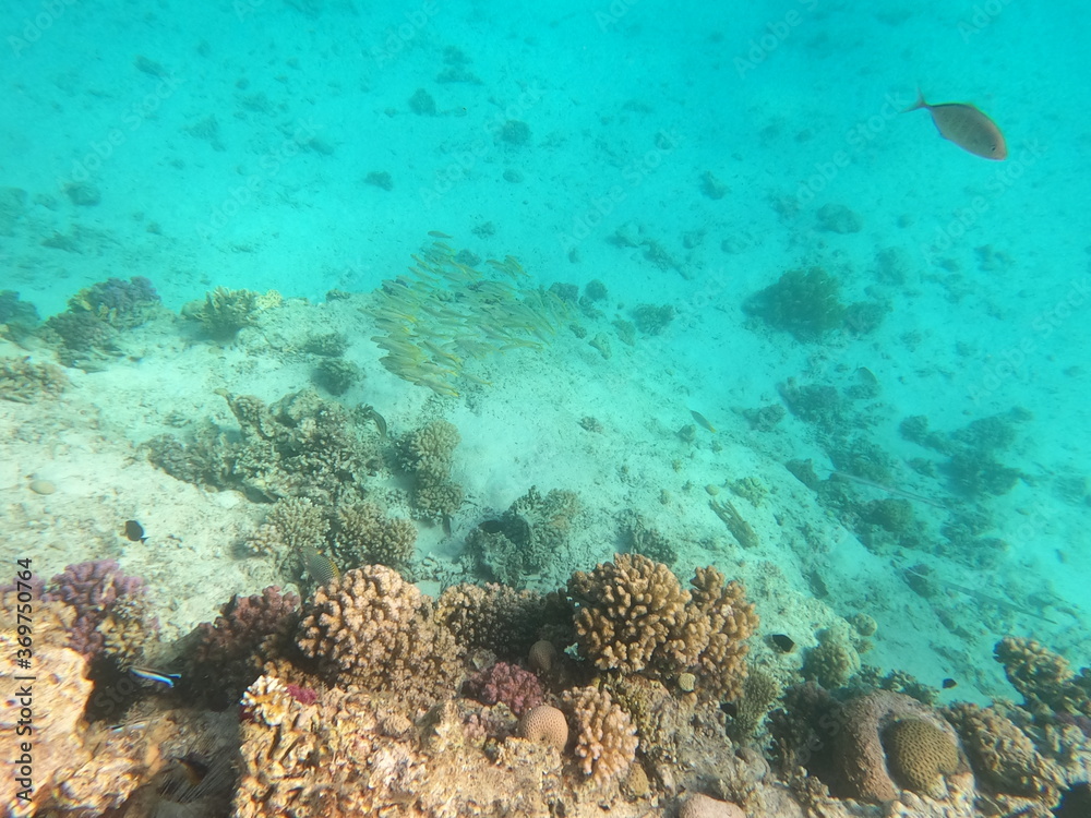 Fototapeta premium Reef with lots of colorful corals and lots of fish in clear blue water in the Red Sea near Hurgharda, Egypt