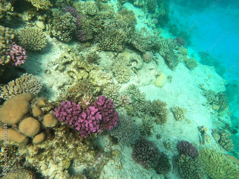Fototapeta premium Reef with lots of colorful corals and lots of fish in clear blue water in the Red Sea near Hurgharda, Egypt