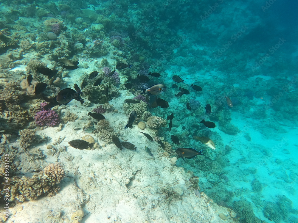 Obraz premium Reef with lots of colorful corals and lots of fish in clear blue water in the Red Sea near Hurgharda, Egypt
