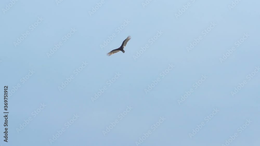 Flight of a vulture shot from ground Flight of a vulture shot from ground