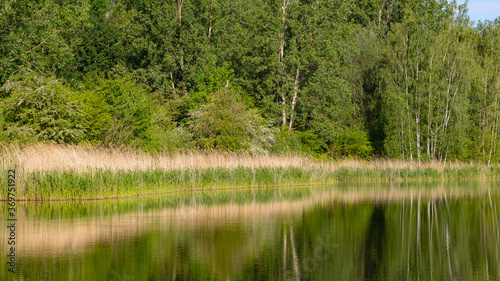 Ein Graureiher (Ardea cinera) sitzt im Baum über einem See, Deutschland, Europa